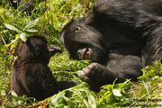 MOUNTAIN GORILLAS OF RWANDA